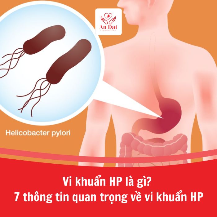 Vi khuẩn HP là gì? 7 thông tin quan trọng về vi khuẩn HP