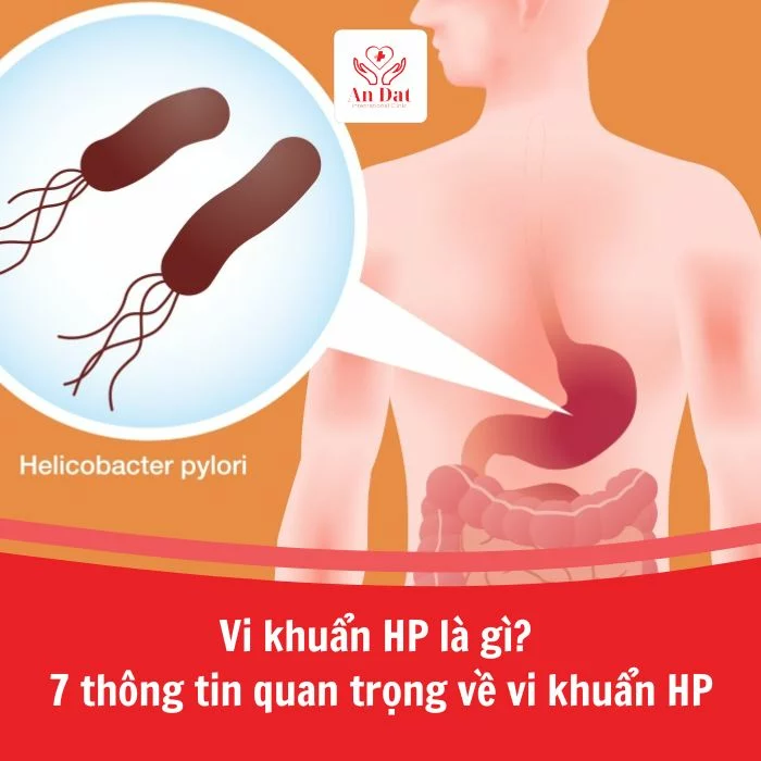 Vi khuẩn HP là gì? 7 thông tin quan trọng về vi khuẩn HP